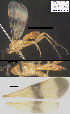  (Zelomorpha mikeiviei - DHJPAR0029297)  @12 [ ] CreativeCommons  Attribution Non-Commercial Share-Alike (2018) Michael Sharkey University of Kentucky