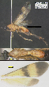  (Zelomorpha bobandersoni - DHJPAR0028037)  @14 [ ] CreativeCommons  Attribution Non-Commercial Share-Alike (2018) Michael Sharkey University of Kentucky