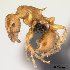  (Tetramorium tosii - CASENT0066741-D01)  @13 [ ] Unspecified (default): All Rights Reserved  Unspecified Unspecified