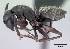  (Camponotus norvigi - CASENT0003871-D01)  @13 [ ] CreativeCommons - Attribution Non-Commercial No Derivatives (2011) Brian Fisher California Academy of Sciences