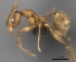  (Pheidole MG049 - CASENT0198105-D01)  @13 [ ] CreativeCommons - Attribution Non-Commercial No Derivatives (2011) Brian Fisher California Academy of Sciences