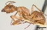  (Camponotus concolor - CASENT0049892-D01)  @13 [ ] Unspecified (default): All Rights Reserved  Unspecified Unspecified