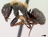  (Camponotus ursus - CASENT0095961-D01)  @13 [ ] Unspecified (default): All Rights Reserved  Unspecified Unspecified