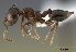  (Crematogaster malala - CASENT0127524-D01)  @13 [ ] Unspecified (default): All Rights Reserved  Unspecified Unspecified