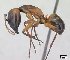  (Camponotus strangulatus - CASENT0146191-D01)  @13 [ ] CreativeCommons - Attribution Non-Commercial No Derivatives (2011) Brian Fisher California Academy of Sciences