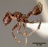  (Crematogaster sabatra - CASENT0193122-D01)  @13 [ ] Unspecified (default): All Rights Reserved  Unspecified Unspecified