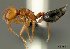  (Crematogaster grevei - CASENT0492377-D01)  @14 [ ] Unspecified (default): All Rights Reserved  Unspecified Unspecified