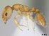  (Nesomyrmex reticulatus - CASENT0418443-D01)  @13 [ ] Unspecified (default): All Rights Reserved  Unspecified Unspecified