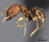  (Pheidole MGs031 - CASENT0496327-D01)  @13 [ ] CreativeCommons - Attribution Non-Commercial No Derivatives (2011) Brian Fisher California Academy of Sciences