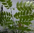  (Serjania membranacea - PLANASAB3_P1_1)  @11 [ ] Copyright (2023) Instituto de Investigacion Alexander von Humboldt (IAvH) Instituto de Investigacion Alexander von Humboldt (IAvH)