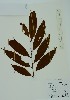  (Iryanthera hostmannii - PLANASAB3_P4_11)  @11 [ ] Copyright (2023) Instituto de Investigacion Alexander von Humboldt (IAvH) Instituto de Investigacion Alexander von Humboldt (IAvH)