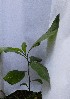  (Solanum bicolor - PLANASAPL2_P2_1)  @11 [ ] Copyright (2023) Instituto de Investigacion Alexander von Humboldt (IAvH) Instituto de Investigacion Alexander von Humboldt (IAvH)