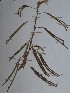  (Mimosa pigra - PLANASAP4_P4_1)  @11 [ ] Copyright (2023) Instituto de Investigacion Alexander von Humboldt (IAvH) Instituto de Investigacion Alexander von Humboldt (IAvH)