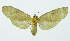  (Amastus aurantiacus - INB0003172557)  @12 [ ] Copyright (2010) A. Solis Instituto Nacional de Biodiversidad