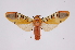  (Gorgonidia buckleyiBE02 - INB0003301134)  @15 [ ] Copyright (2012) B. Espinoza Instituto Nacional de Biodiversidad