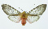  (Pseudohemihyalea Espinoza09 - INB0003327972)  @13 [ ] Copyright (2010) A. Solis Instituto Nacional de Biodiversidad