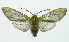  (Pseudohemihyalea Espinoza01 - INB0003545185)  @15 [ ] Copyright (2010) A. Solis Instituto Nacional de Biodiversidad