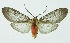  (Amastus suffusa orosiana - INB0003756433)  @13 [ ] Copyright (2010) A. Solis Instituto Nacional de Biodiversidad