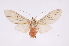  (Idalus perlineosaDHJ04new - INB0003849925)  @14 [ ] Copyright (2012) B. Espinoza Instituto Nacional de Biodiversidad