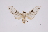  (Idalus tybris - INB0003860914)  @14 [ ] Copyright (2012) B. Espinoza Instituto Nacional de Biodiversidad