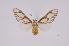  (Robinsonia sanea - INB0003860936)  @14 [ ] Copyright (2012) B. Espinoza Instituto Nacional de Biodiversidad
