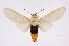  (Selenarctia flavidorsata - INB0003871501)  @15 [ ] Copyright (2012) B. Espinoza Instituto Nacional de Biodiversidad