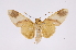  (Trichromia metapyria - INB0003871556)  @14 [ ] Copyright (2012) B. Espinoza Instituto Nacional de Biodiversidad