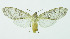  (Amastus polystrigata - INB0003935023)  @14 [ ] Copyright (2010) A. Solis Instituto Nacional de Biodiversidad