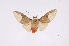  (Evius hippiaDR512 - INB0003958589)  @14 [ ] Copyright (2012) B. Espinoza Instituto Nacional de Biodiversidad