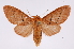  (Neidalia bifasciata - INB0004038392)  @14 [ ] Copyright (2012) B. Espinoza Instituto Nacional de Biodiversidad