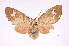  (Zatrephes iridescens - INB0004038506)  @15 [ ] Copyright (2012) B. Espinoza Instituto Nacional de Biodiversidad