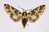  (Symphlebia tessellataBE01 - INB0004049890)  @14 [ ] Copyright (2012) B. Espinoza Instituto Nacional de Biodiversidad