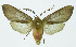  (Pseudohemihyalea Espinoza15 - INB0004144846)  @11 [ ] Copyright (2010) A. Solis Instituto Nacional de Biodiversidad