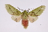  (Symphlebia herbosa - INB0004166138)  @15 [ ] Copyright (2012) B. Espinoza Instituto Nacional de Biodiversidad