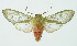  (Amastus fuscescens - INB0004184779)  @14 [ ] Copyright (2010) A. Solis Instituto Nacional de Biodiversidad