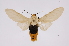 (Selenarctia flavidorsata - INB0004222410)  @15 [ ] Copyright (2012) B. Espinoza Instituto Nacional de Biodiversidad