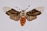  (Ischnognatha leucapera - INB0004222502)  @15 [ ] Copyright (2012) B. Espinoza Instituto Nacional de Biodiversidad