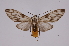  (Robinsonia fogra - INB0004239468)  @14 [ ] Copyright (2012) B. Espinoza Instituto Nacional de Biodiversidad