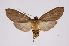  (Pelochyta affinis - INB0004264143)  @14 [ ] Copyright (2012) B. Espinoza Instituto Nacional de Biodiversidad