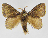  (Euglyphis sobrina - INB0003024999)  @11 [ ] Copyright (2012) J. Montero Instituto Nacional de Biodiversidad