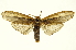  (Dicranurinae - INB0003044924)  @15 [ ] Copyright (2012) Juan Mata Lorenzen Unspecified