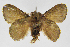  (Euglyphis isolinaJMR01 - INB0003076448)  @14 [ ] Copyright (2012) J. Montero Instituto Nacional de Biodiversidad