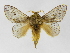  (Euglyphis nebulaJMR03 - INB0003174056)  @15 [ ] Copyright (2012) J. Montero Instituto Nacional de Biodiversidad