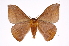  (Hylesia bertrandi talamanca - INB0003339730)  @15 [ ] Copyright (2012) I. Chacon Instituto Nacional de Biodiversidad