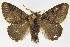  (Euglyphis capillataDHJ02 - INB0003387610)  @14 [ ] Copyright (2012) J. Montero Instituto Nacional de Biodiversidad