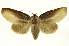  (Notodontidae_unassigned - INB0003496144)  @15 [ ] Copyright (2012) J. Montero INBio