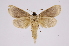 (Meragisa thryeston - INB0003520501)  @11 [ ] Copyright (2012) I. Chacon Instituto Nacional de Biodiversidad