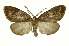  (Chrysoglossa maximaICG01 - INB0003561571)  @14 [ ] Copyright (2012) Juan Mata Lorenzen Unspecified