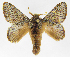  (Euglyphis phedonioidesJMR01 - INB0003707407)  @14 [ ] Copyright (2012) J. Montero Instituto Nacional de Biodiversidad