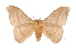  (Hylesia dalinaICHG01 - INB0003709706)  @14 [ ] Copyright (2012) I. Chacon Instituto Nacional de Biodiversidad